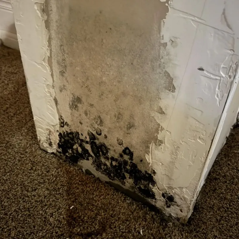 Professional Mold Removal in Sedalia, MO
